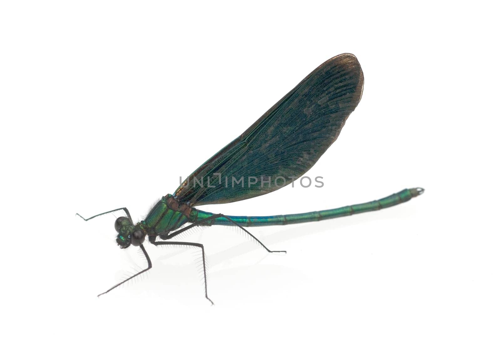 Blaufluegel-Prachtlibelle, Calopteryx virgo