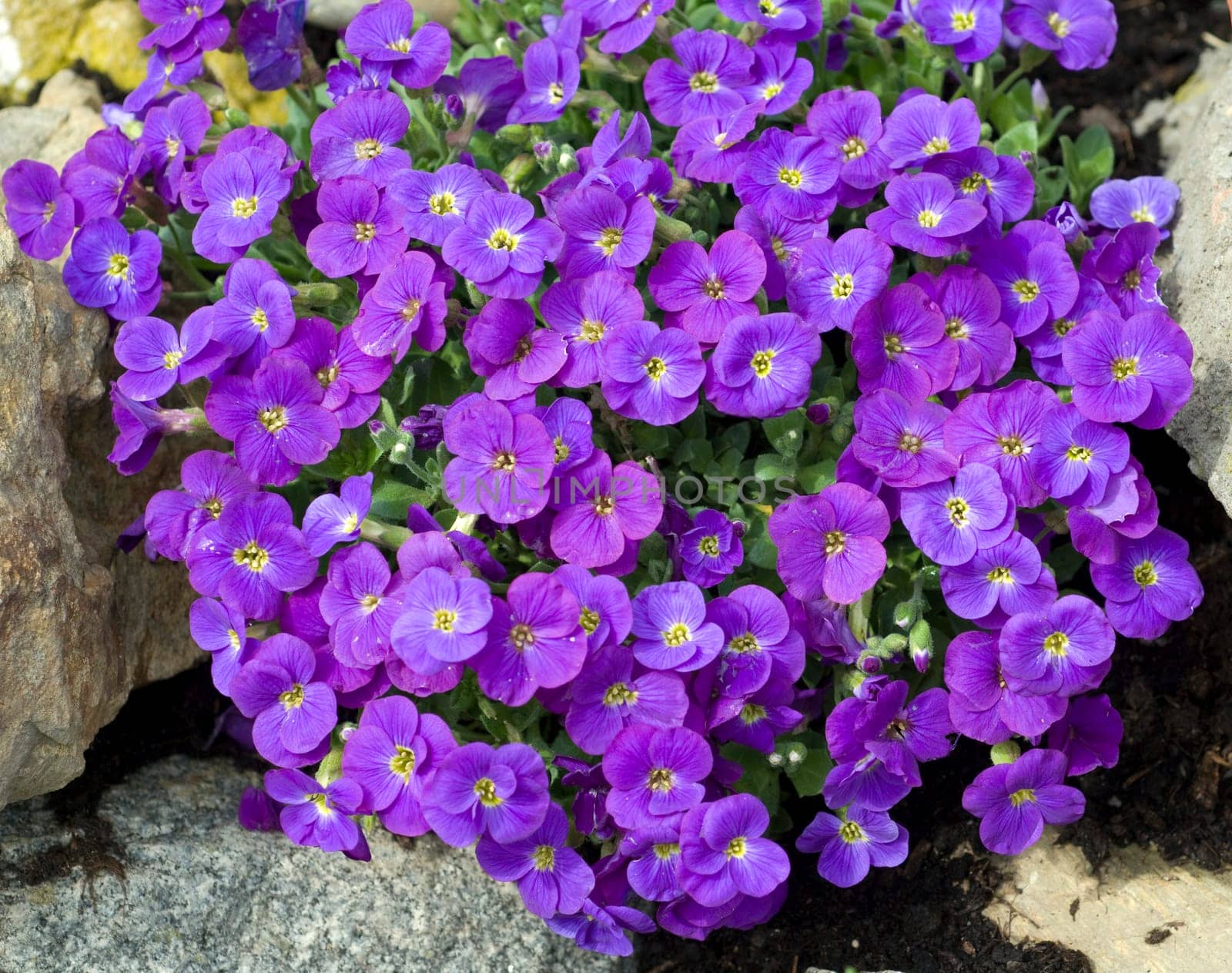 Blaukissen, Aubrieta
