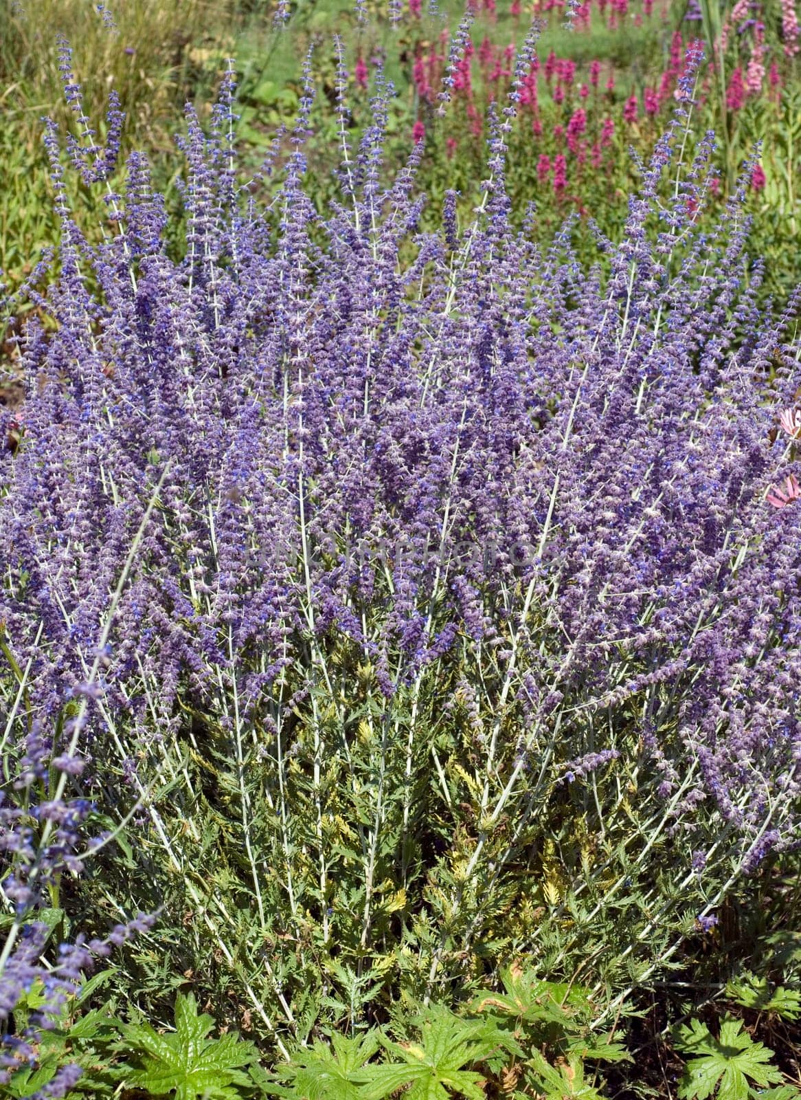Blauraute  Perovskia abrotanoides