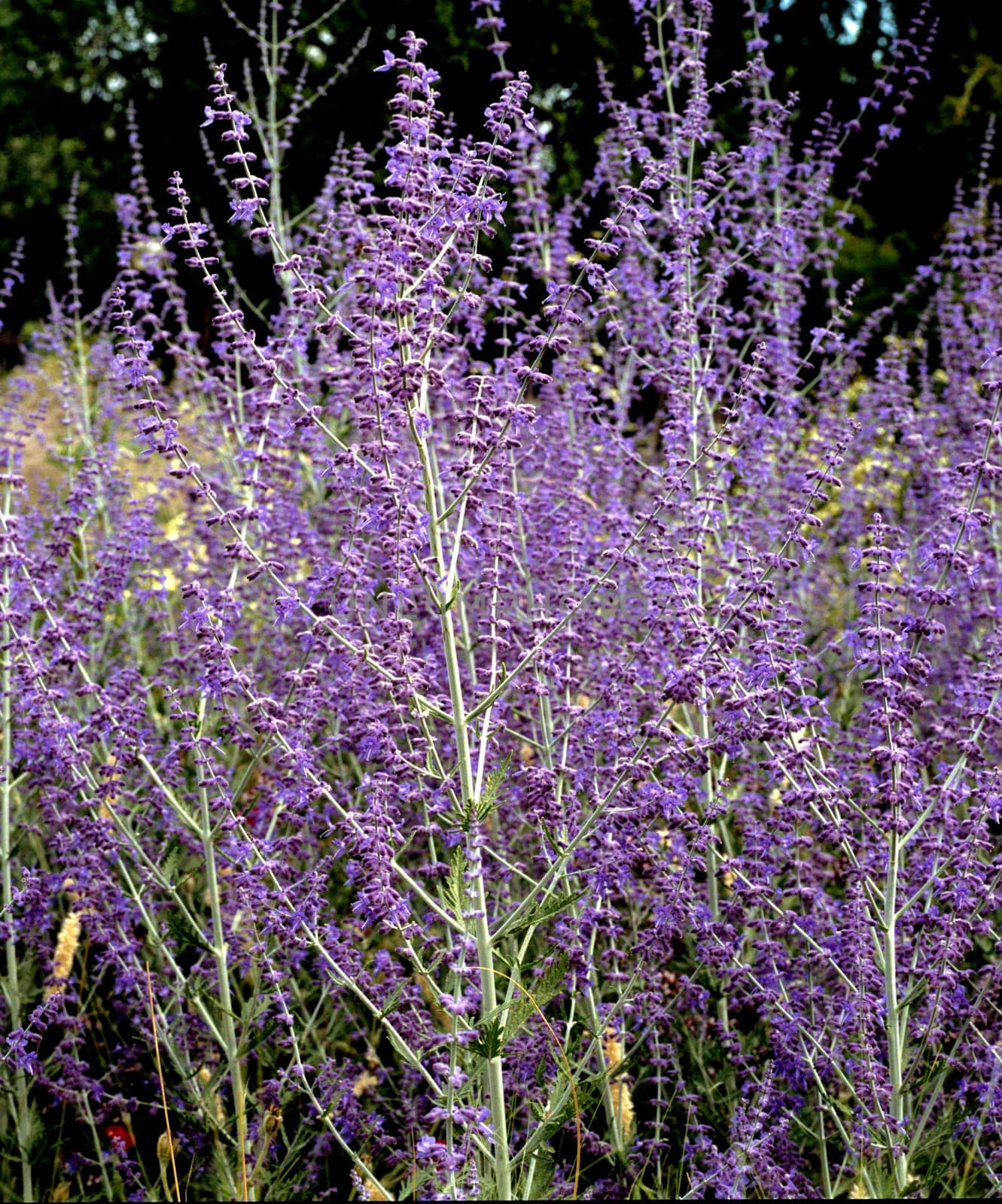 Blauraute, Perovska abrotanoides, Silberstrauch