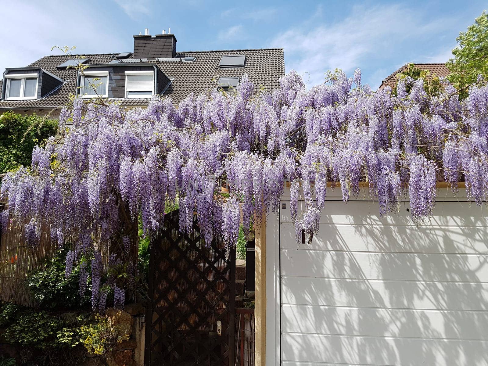 Blauregen  Wisteria, sinensis  Chinesischer  Glyzine