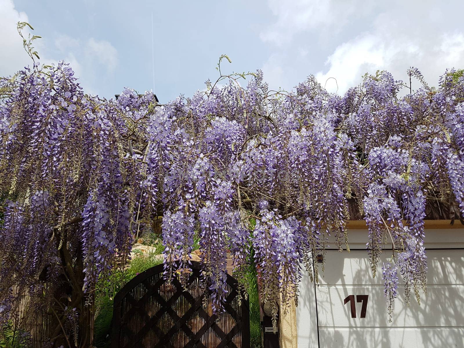 Blauregen  Wisteria, sinensis  Chinesischer  Glyzine