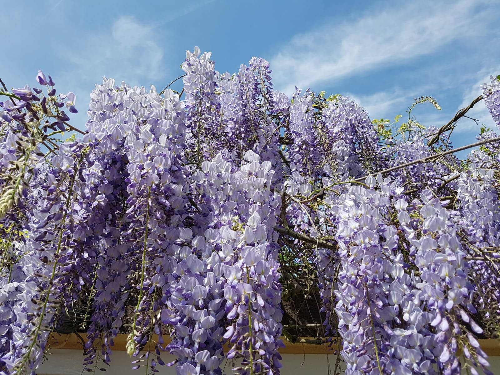 Blauregen  Wisteria, sinensis  Chinesischer  Glyzine