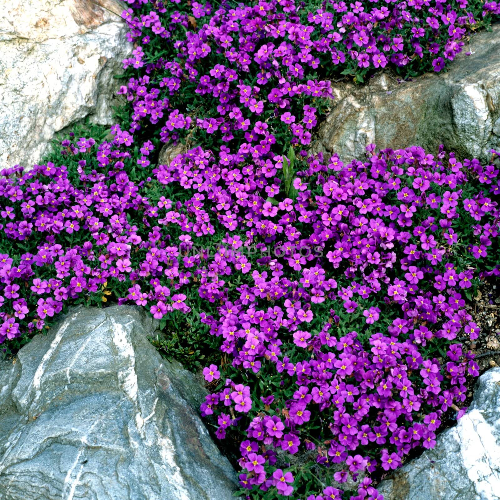 Blaukissen  Aubrieta