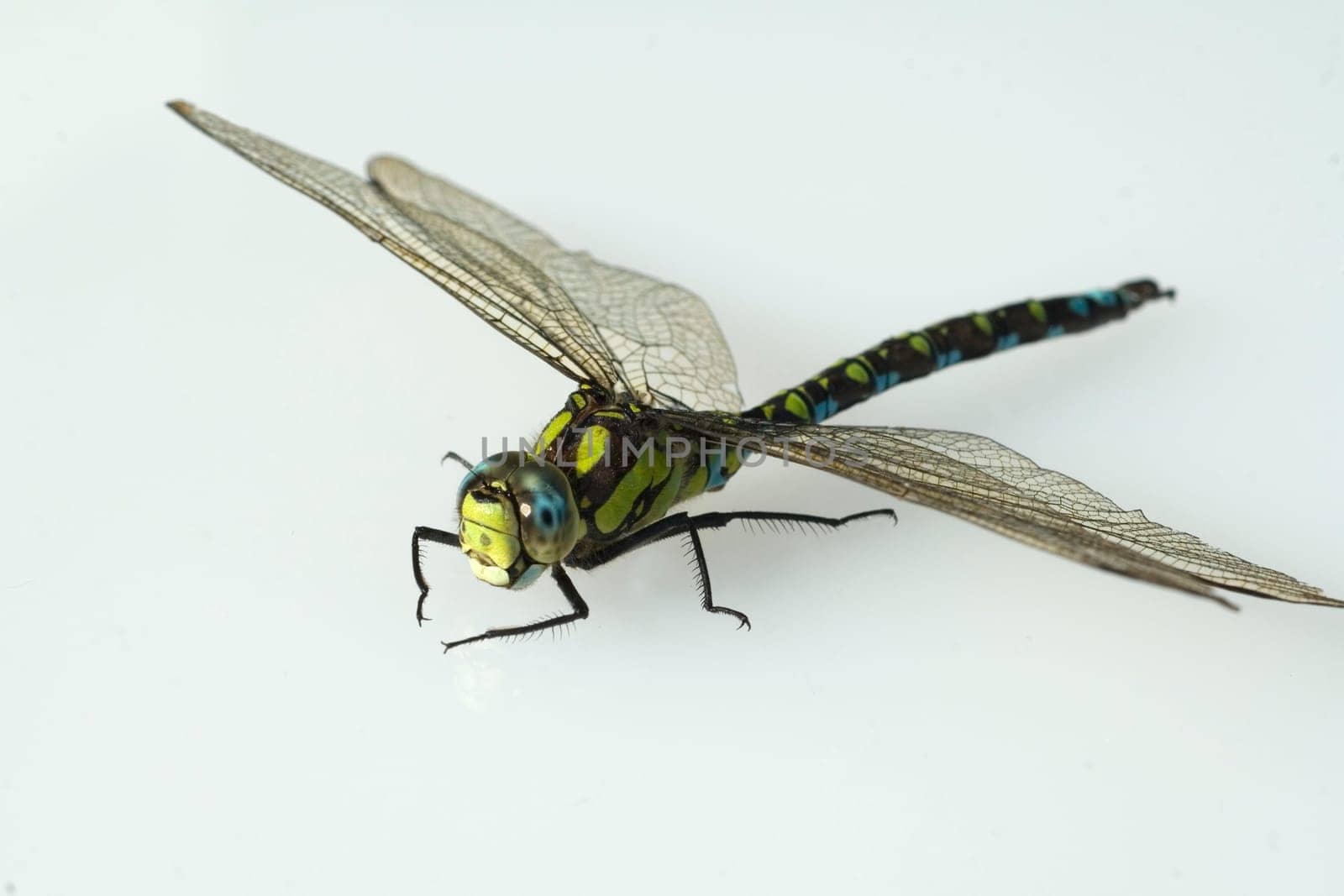 Blaugruene Mosaikjungfer, Aeshna cyanea, Raubinsekt