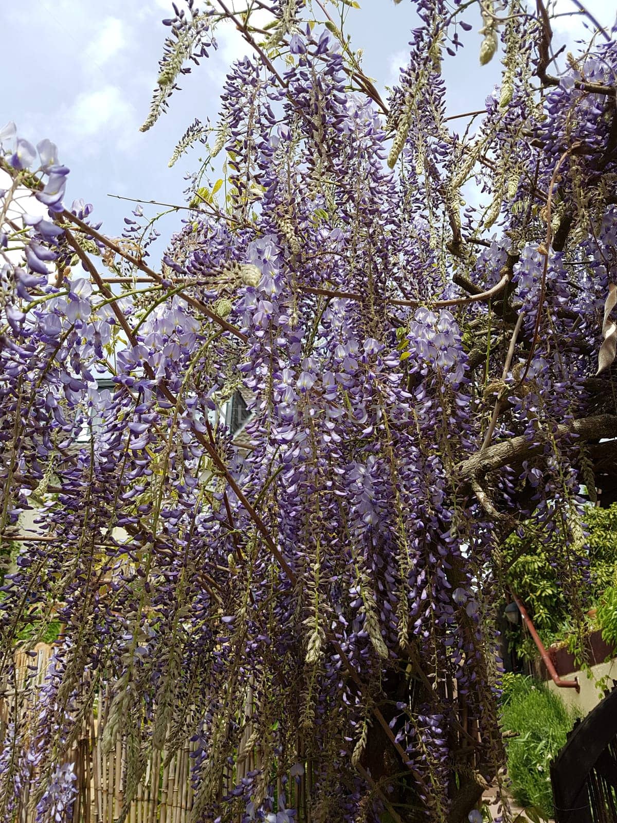 Blauregen  Wisteria, sinensis  Chinesischer  Glyzine