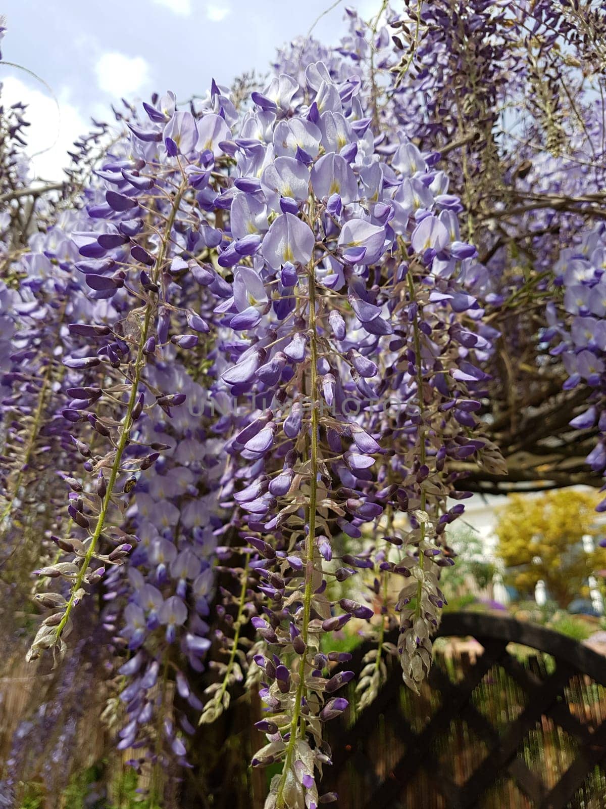 Blauregen  Wisteria, sinensis  Chinesischer  Glyzine