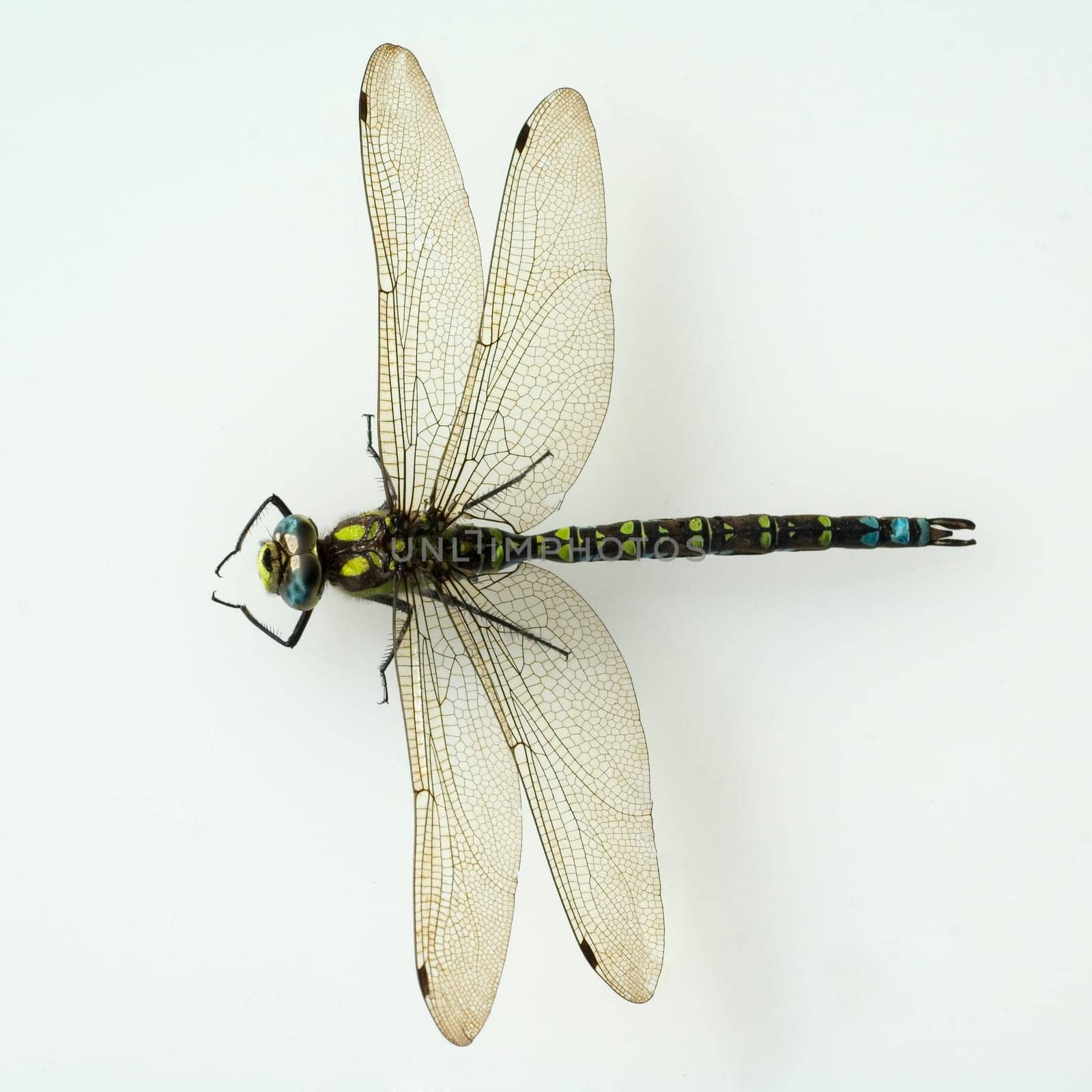 Blaugruene Mosaikjungfer, Aeshna cyanea, Raubinsekt