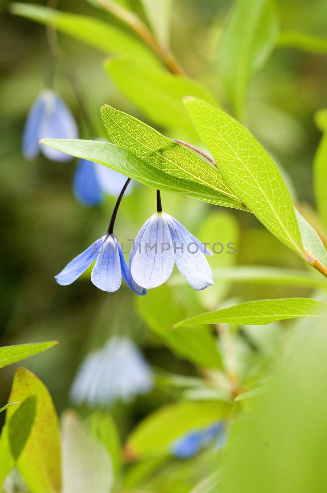 Blaugloeckchen, Sollya, heterophylla