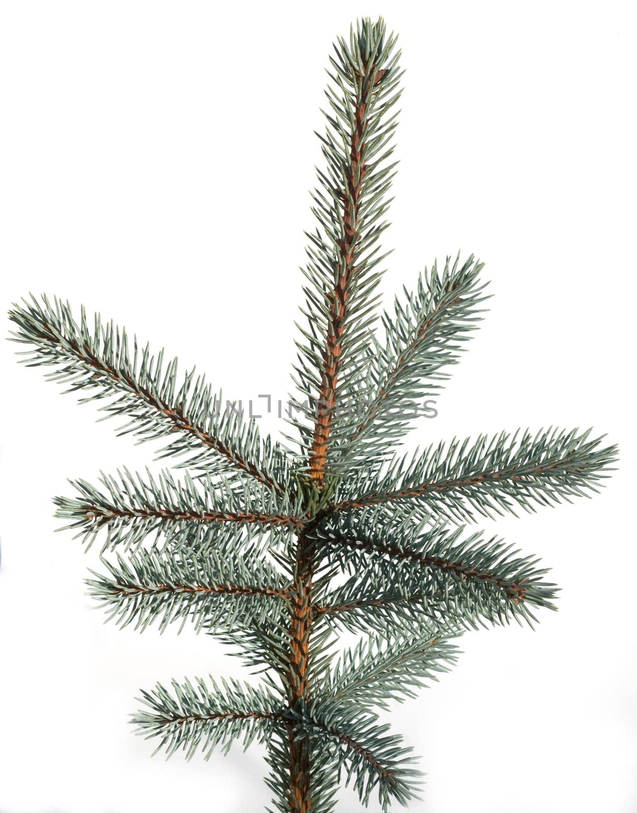 Blaufichte, Fichte, Picea, pungens, Stechfichte