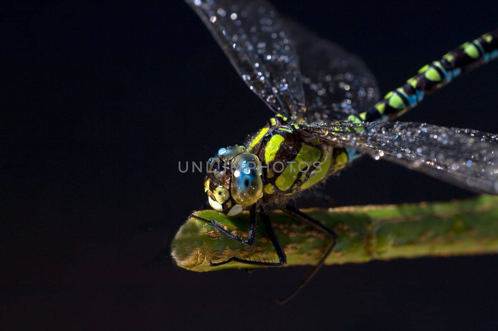 Blaugruene Mosaikjungfer, Aeshna cyanea
