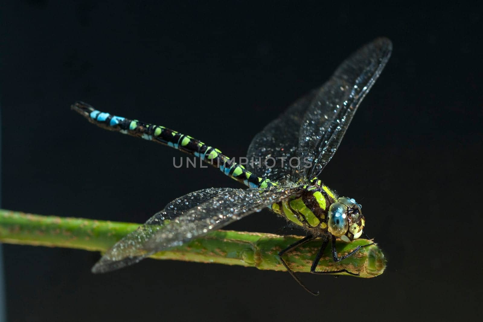 Blaugruene Mosaikjungfer, Aeshna cyanea