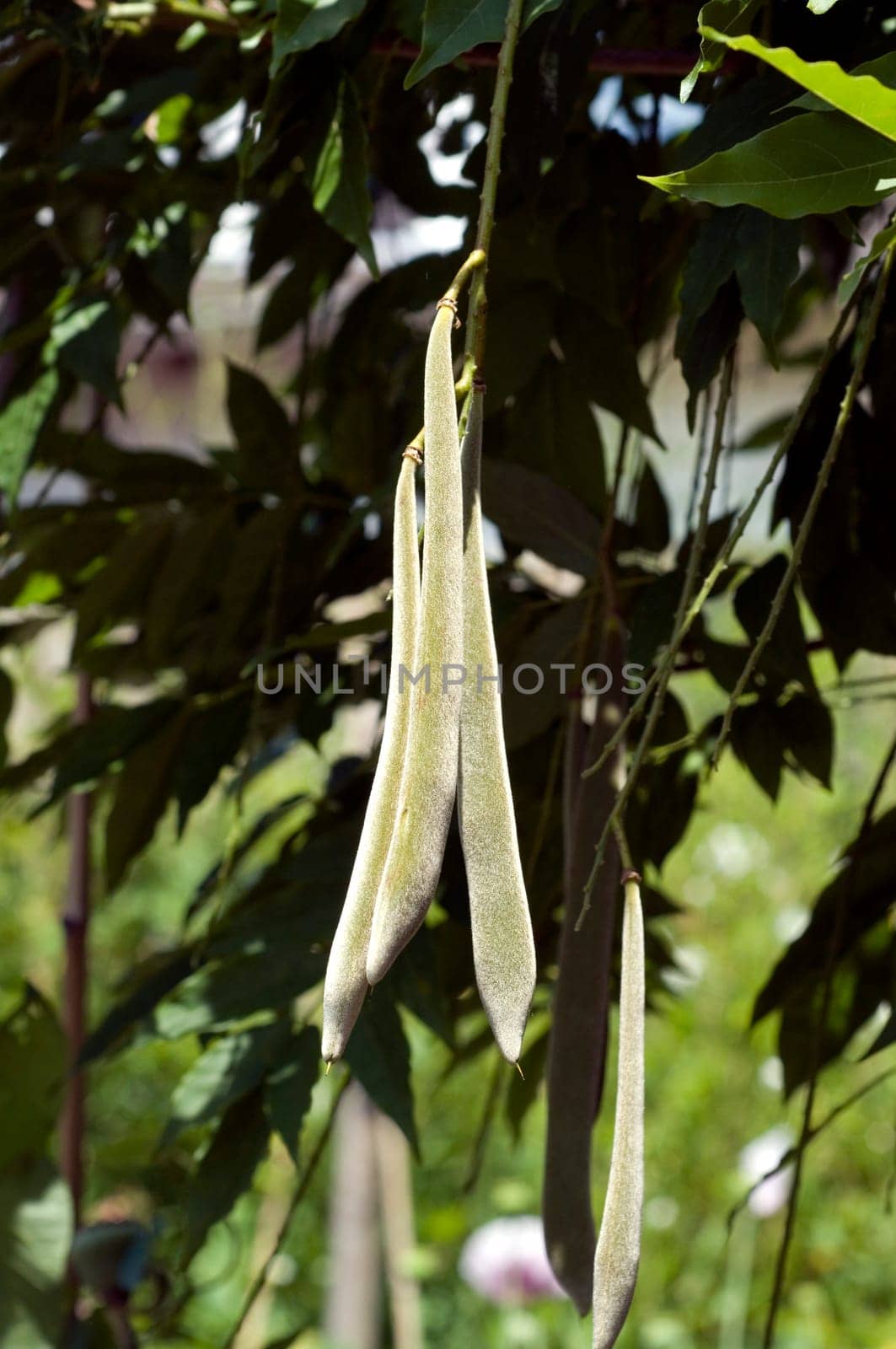 Schoten, Blauregen  Wisteria sinensis
