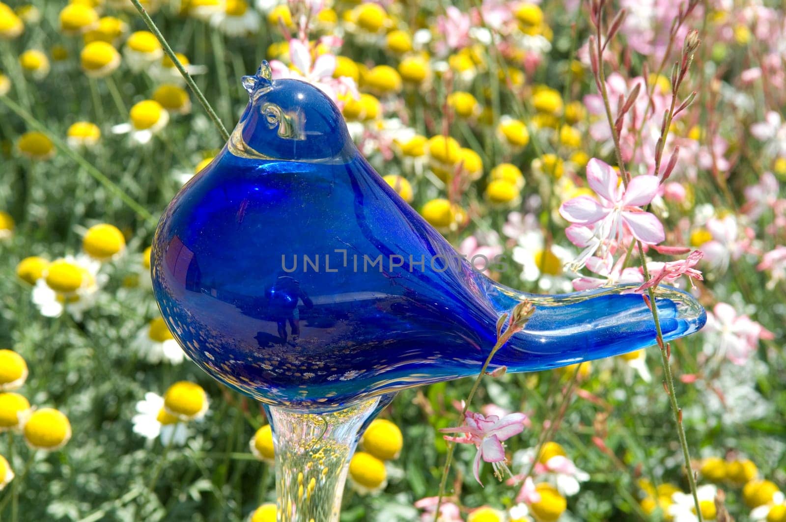 Blauer Glasvogel