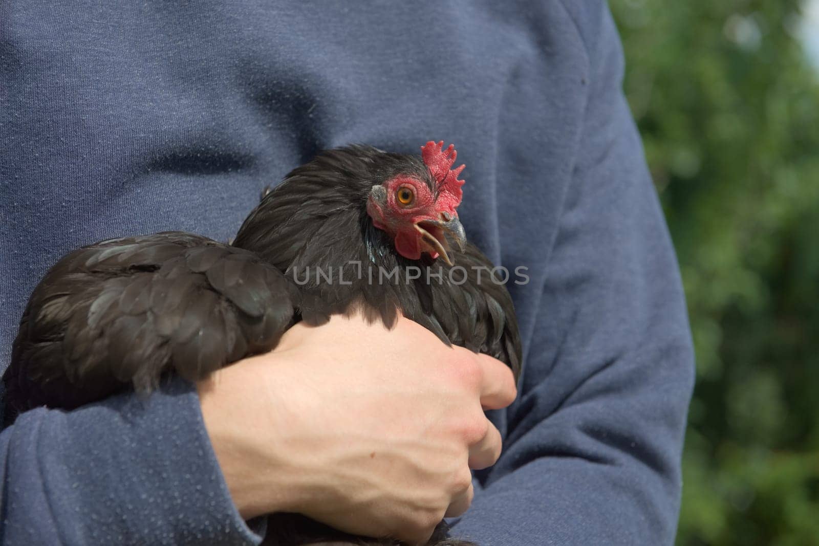 2 - Small black pekin bantam hen chicken squawks loudly as she is held in the arms of her youthful owner. Bright summer sunlight with blue jumper.