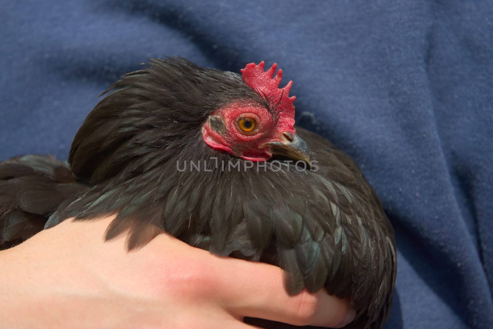 1 - Pet chicken owner holds a small black pekin bantam chicken outdoors in sunlight. Plain blue jumper background and youthful hand in the foreground