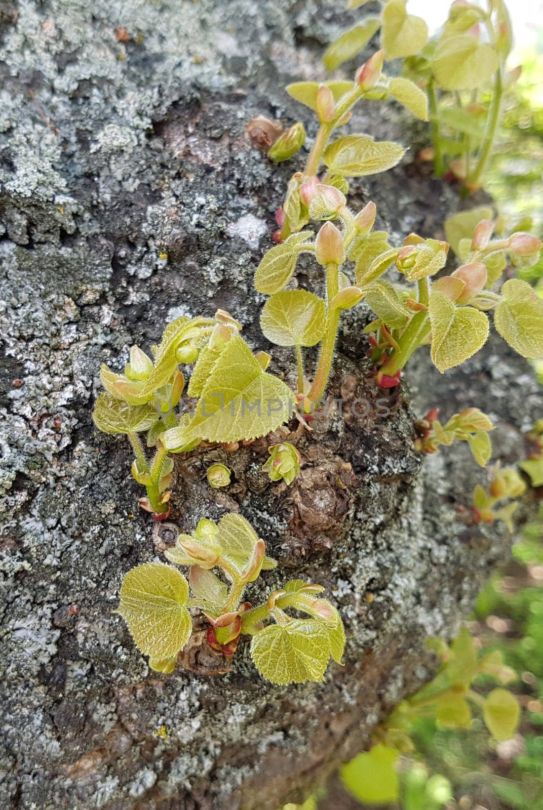 Lindenbaum  Tilia, platyphyllos  Sproessling