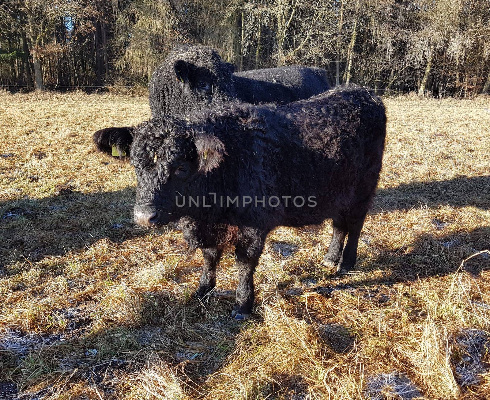 Galloways, Rinder, Winter