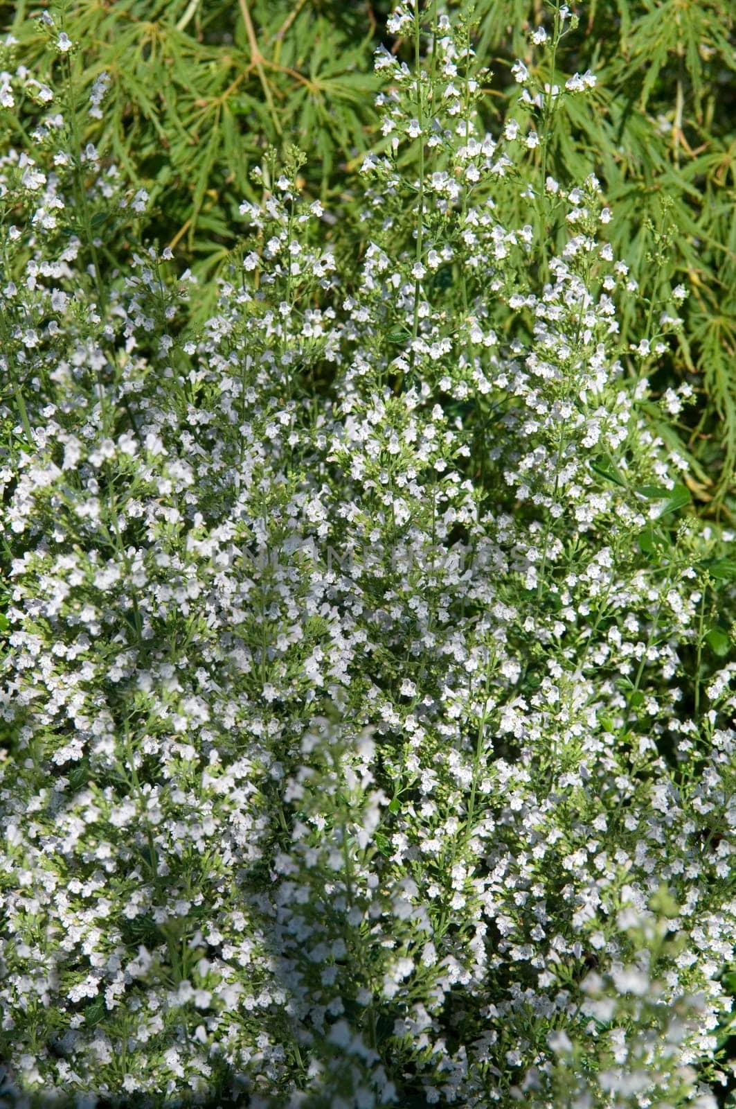 Steinquendel  Bergminze