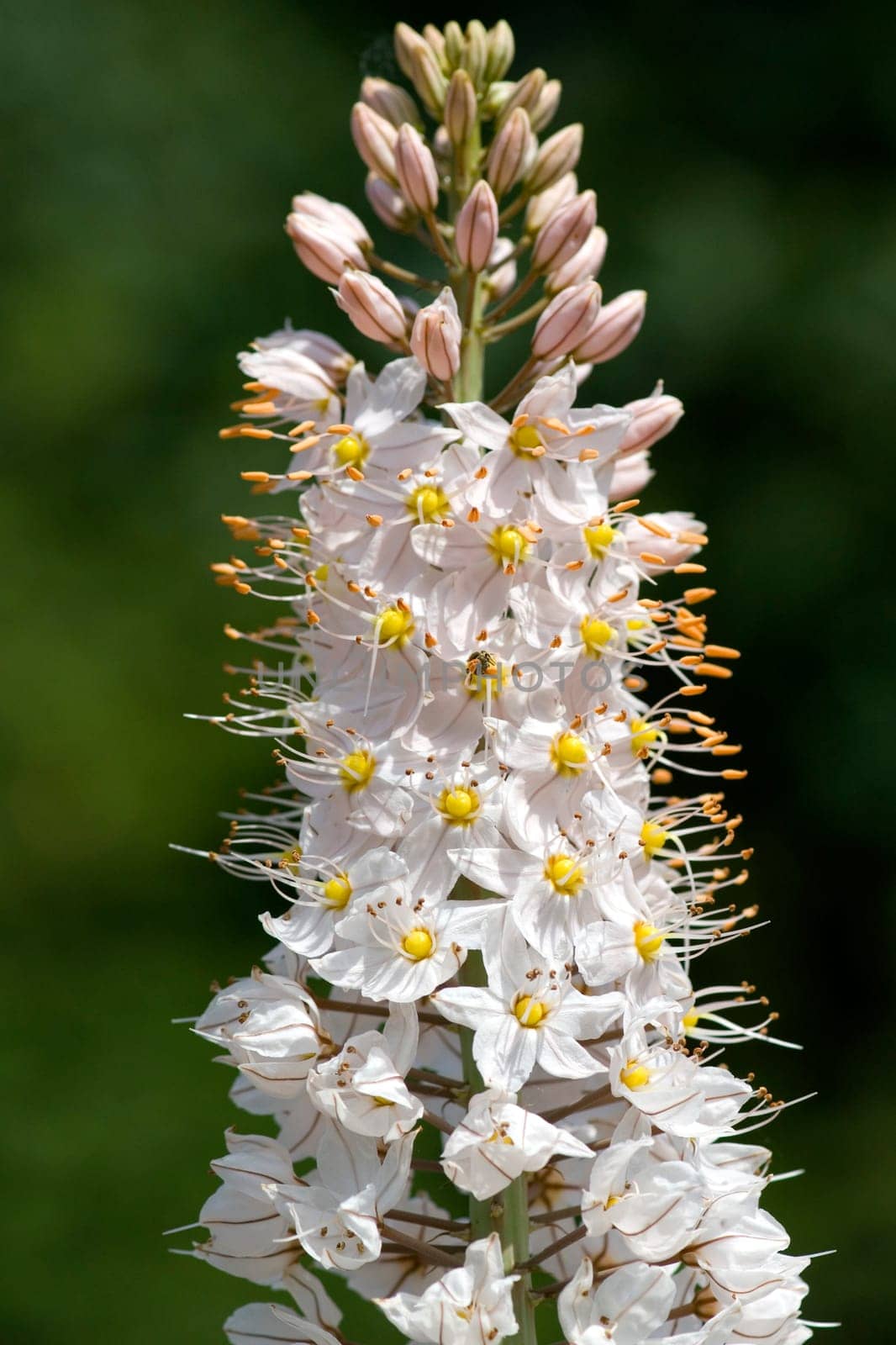 Steppenkerze  Eremurus robustus