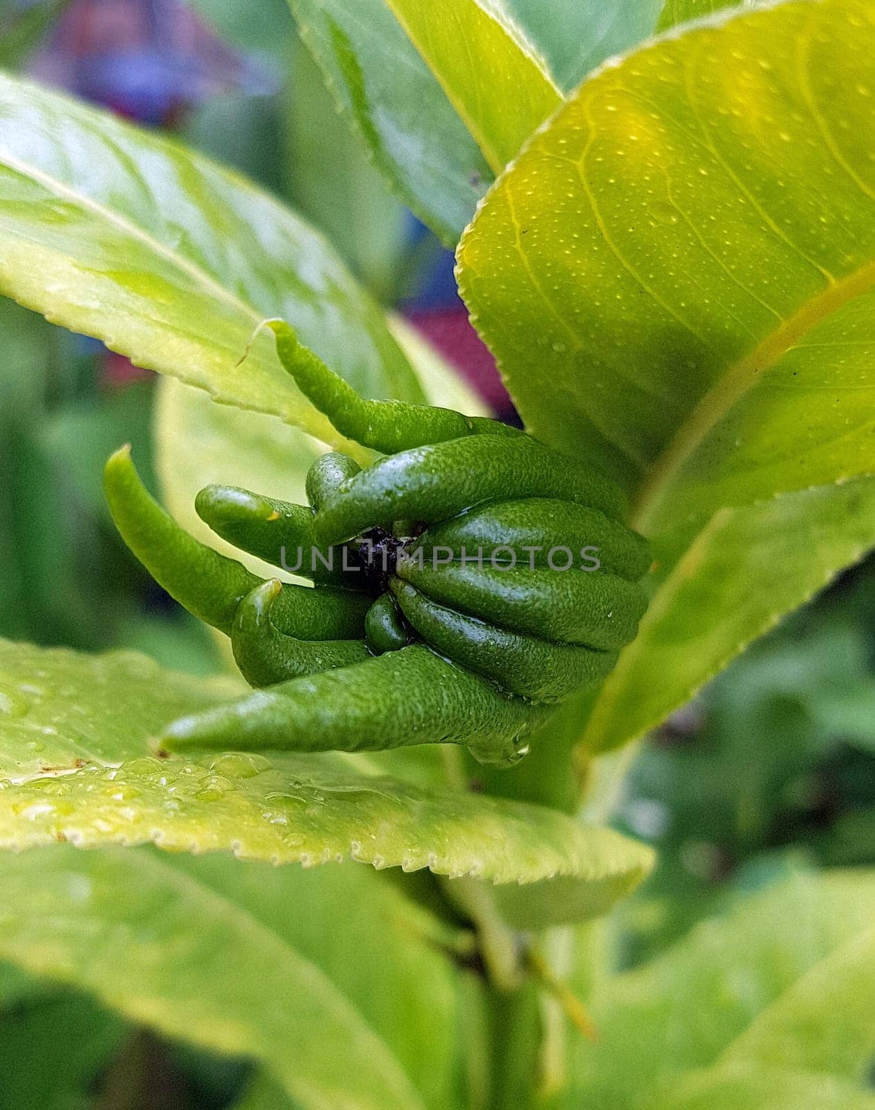 Zitronat-Zitrone, Buddhas, Hand, Citrus, medica