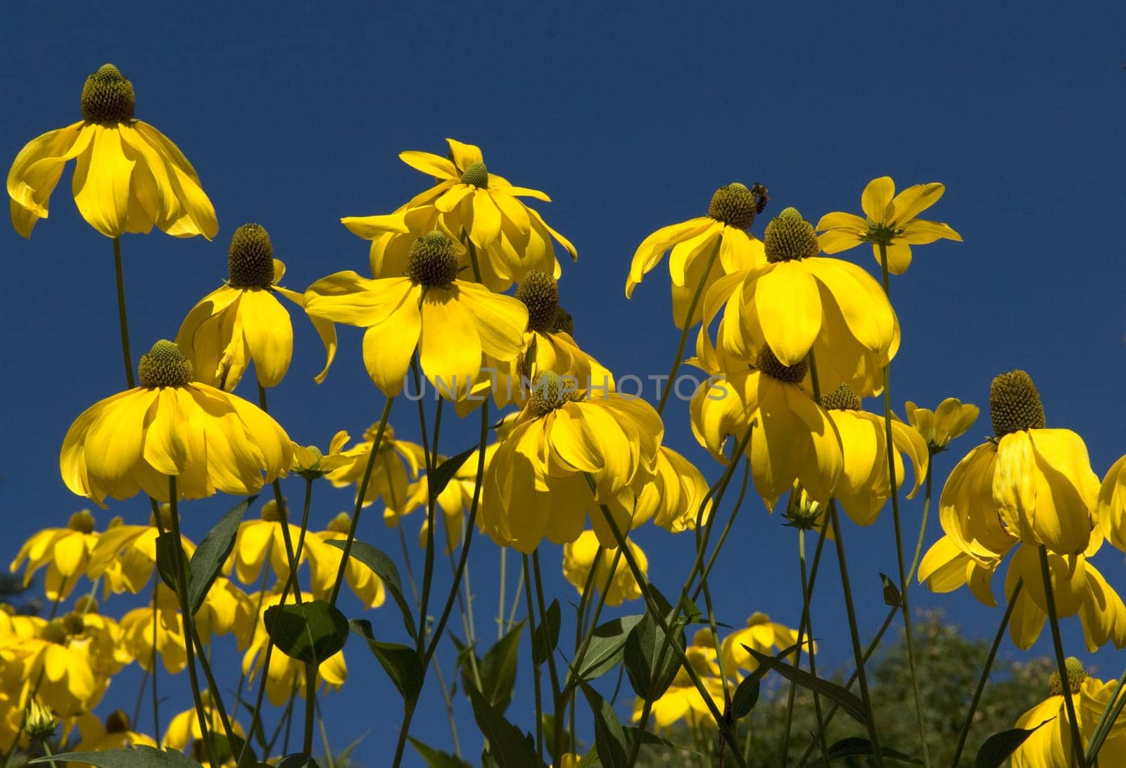 Hoher Sonnenhut  Rudbeckia nitida