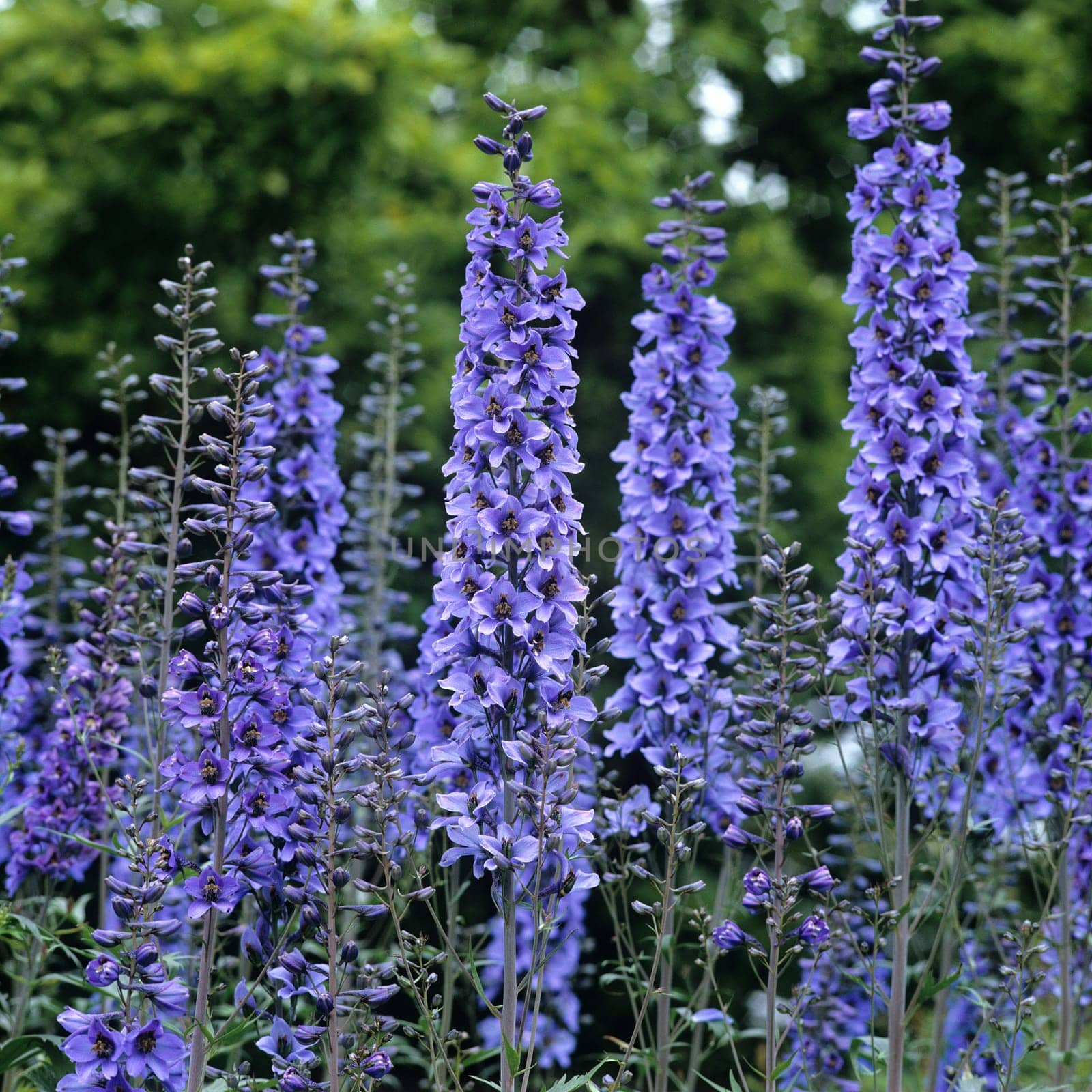 Rittersporn, Delphinium, elatum