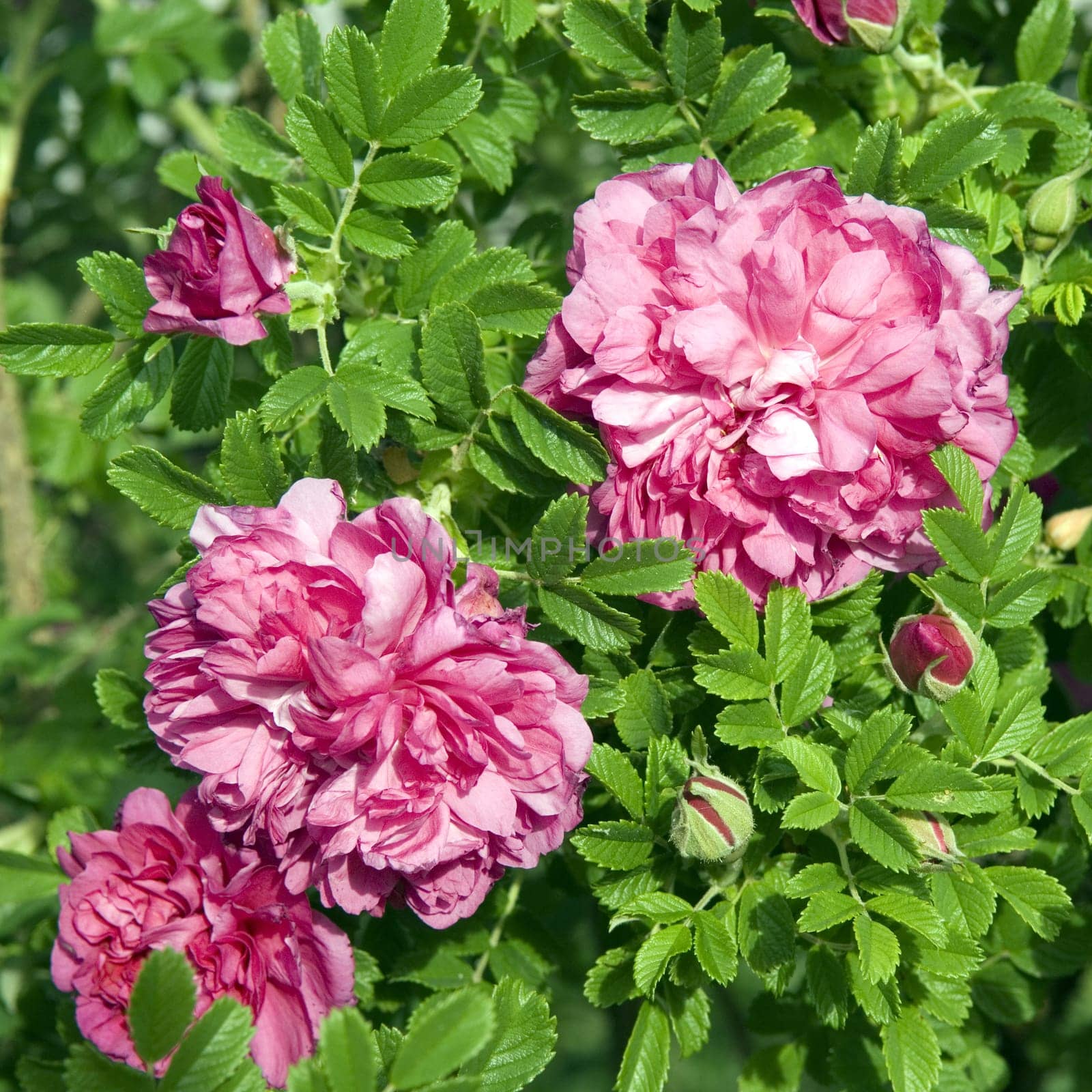 Rosa rugosa  David Thompson by emer