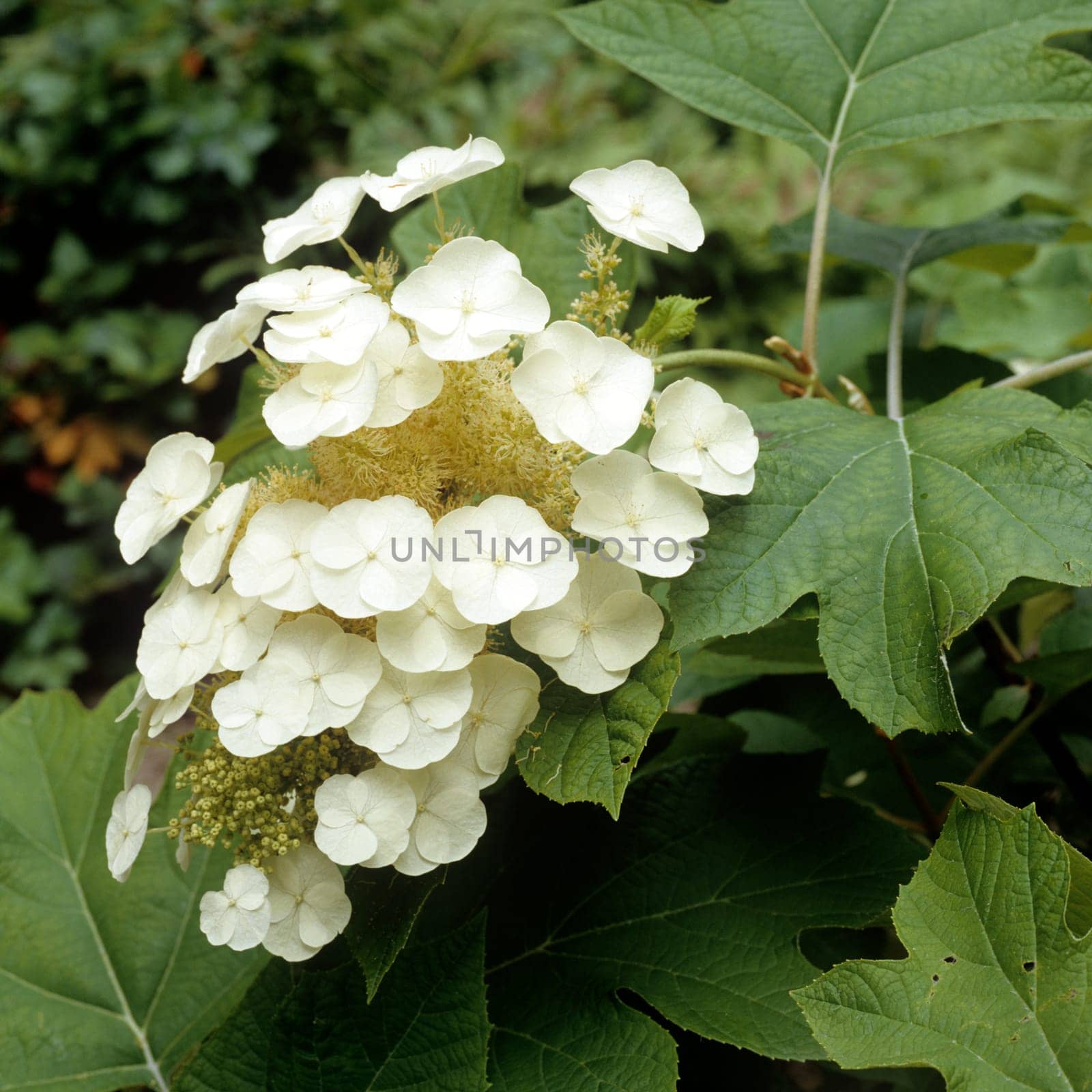Baumhortensie by emer