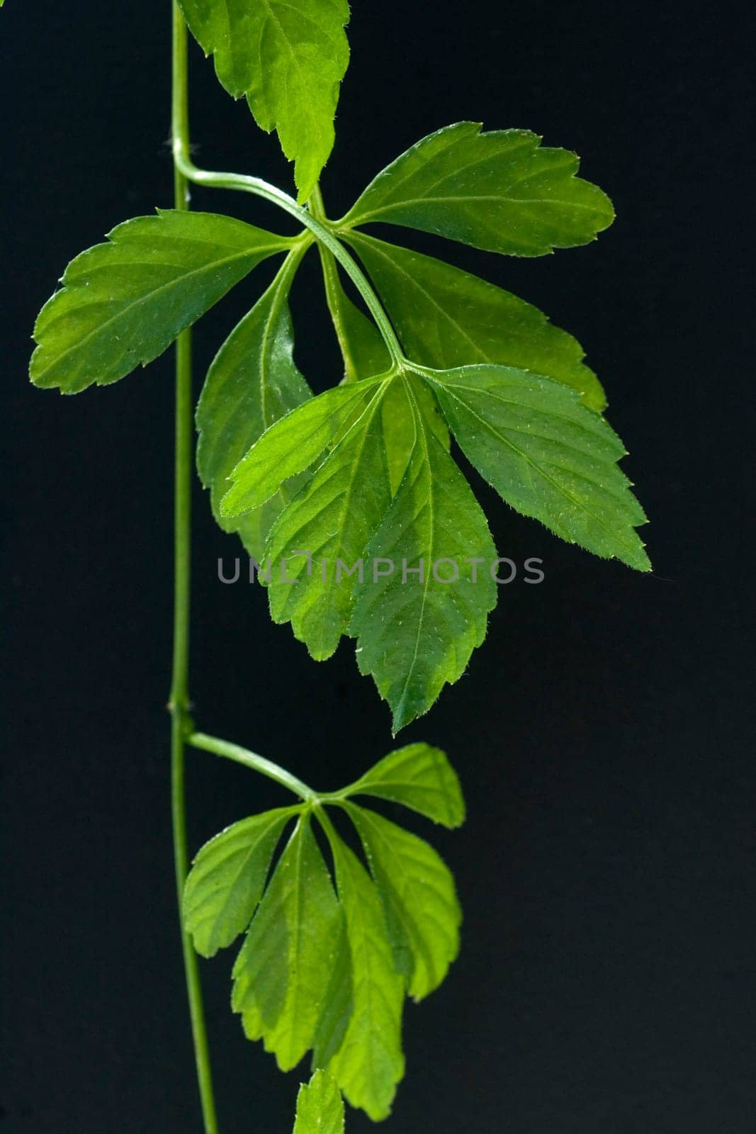 Jiaogulan  Unsterblichkeitskraut  Gynostemma pentaphyllum