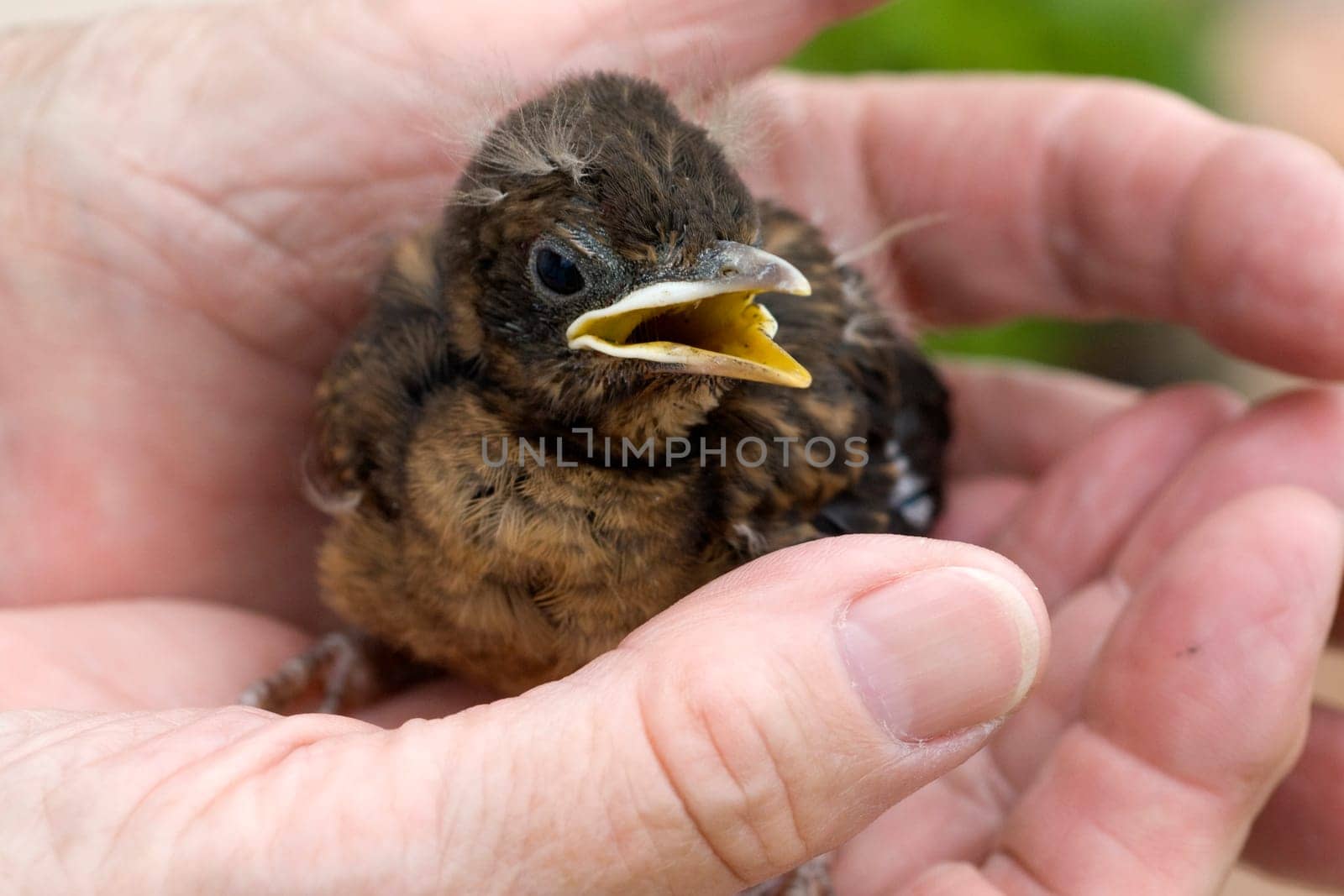 Amsel  Jungvogel