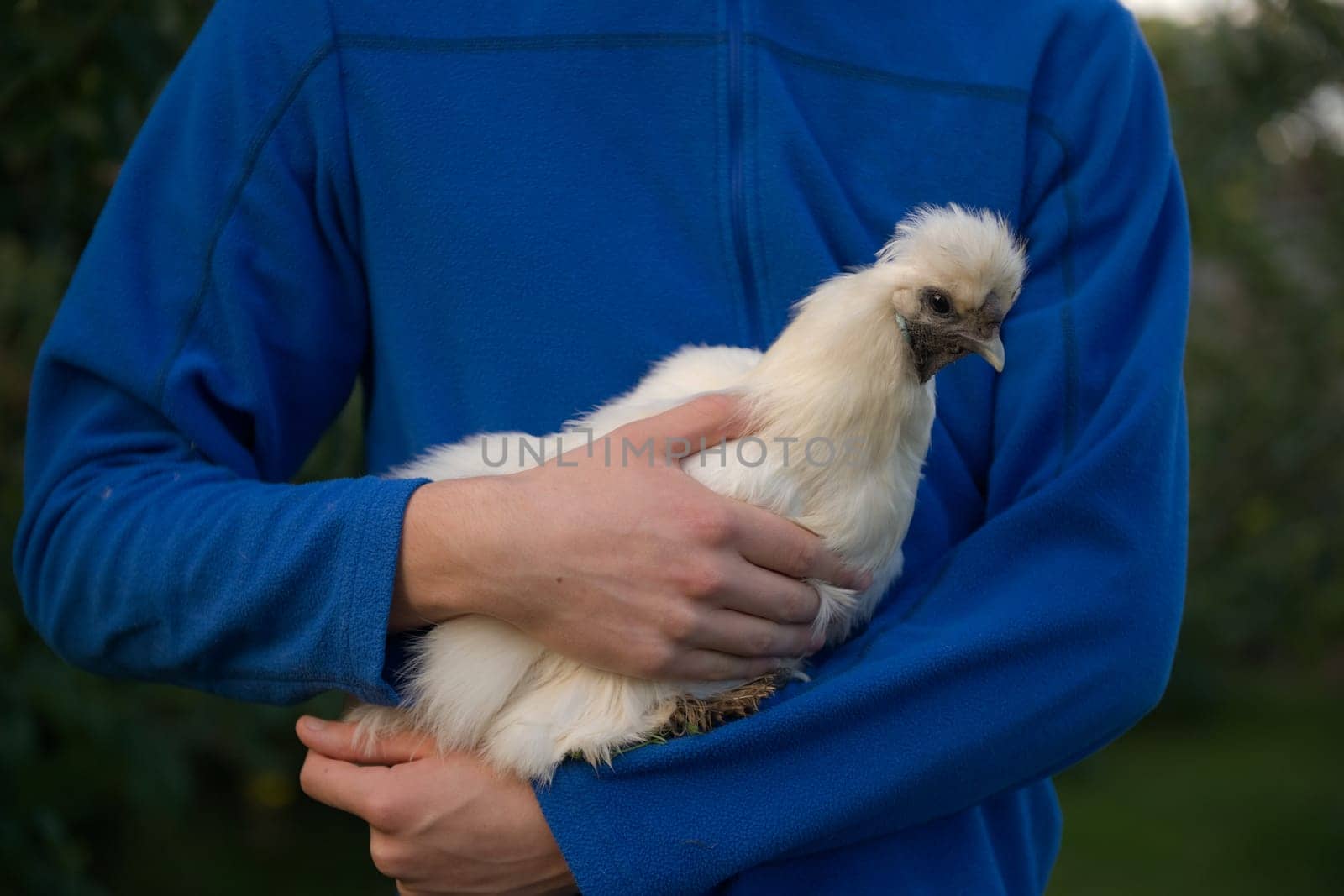 Illuminated by gentle evening sunset light, an unusual pet white silkie bantam hen chicken is held by her owner wearing a beep blue fleece jumper.