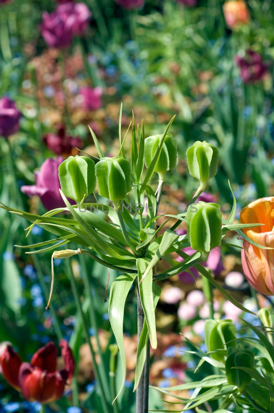 Kaiserkrone  Fritillaria verticillata  Samenstand