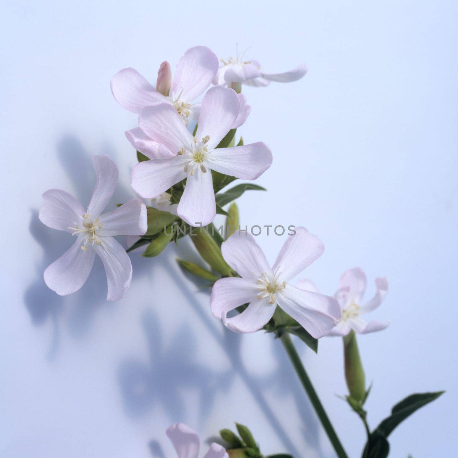 Seifenkraut  Saponaria caespitosa