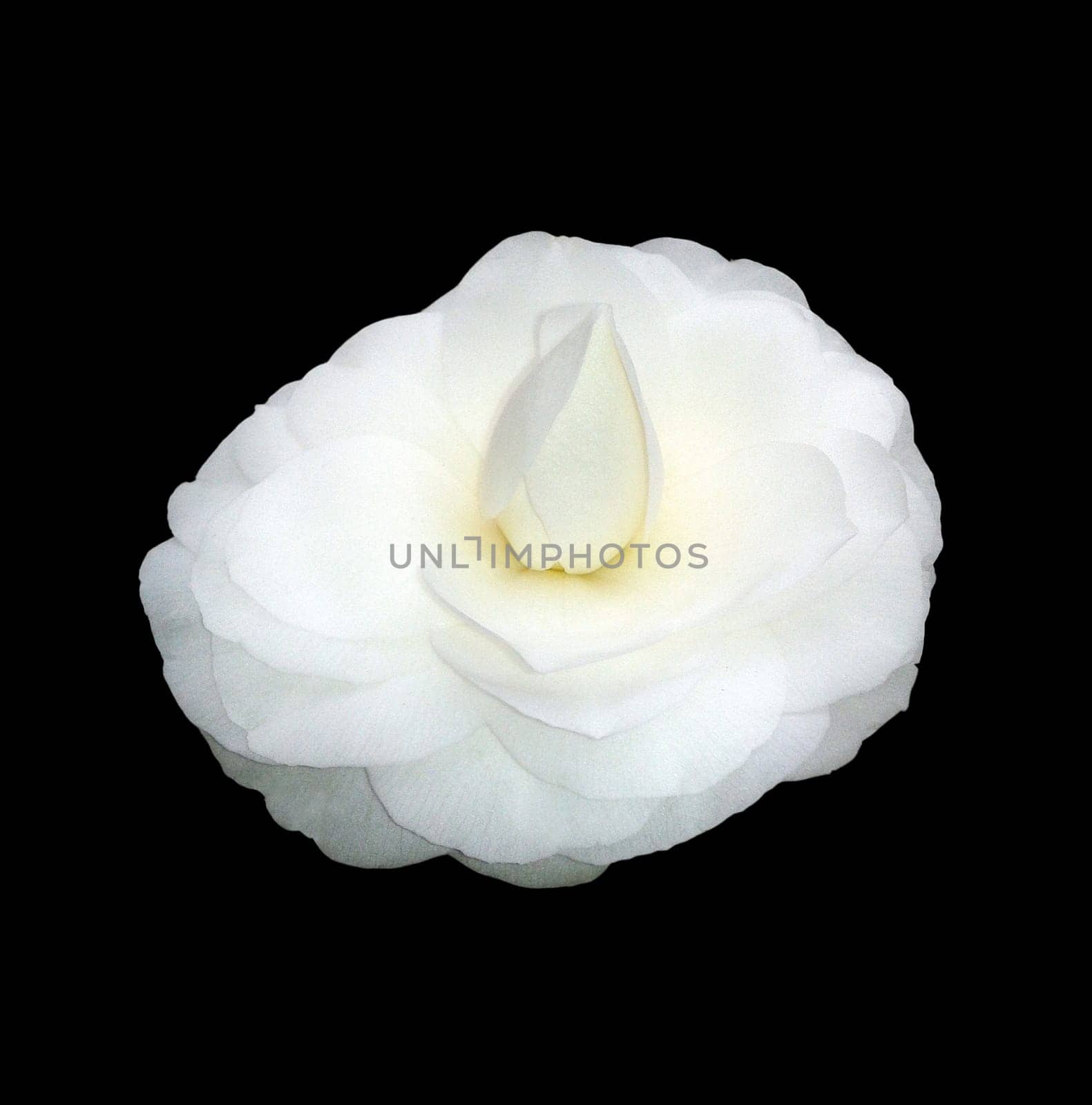 Kamelia, Alba, Plena, Camellia, Monrovia's