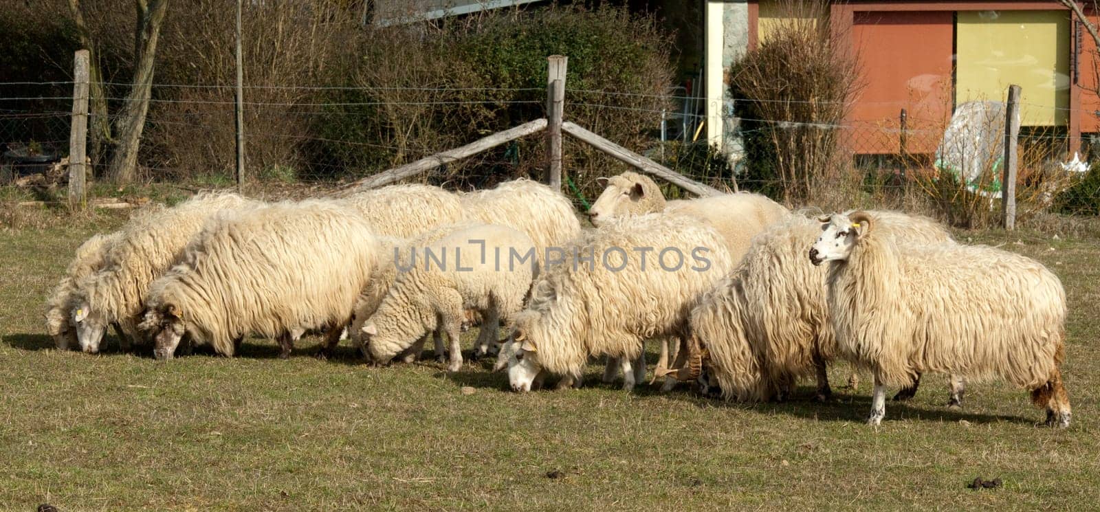 Walachenschafe,  Ovis ammon f. aries