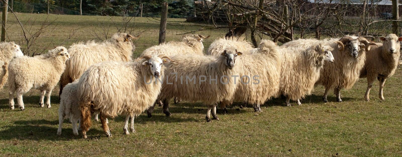 Walachenschafe,  Ovis ammon f. aries