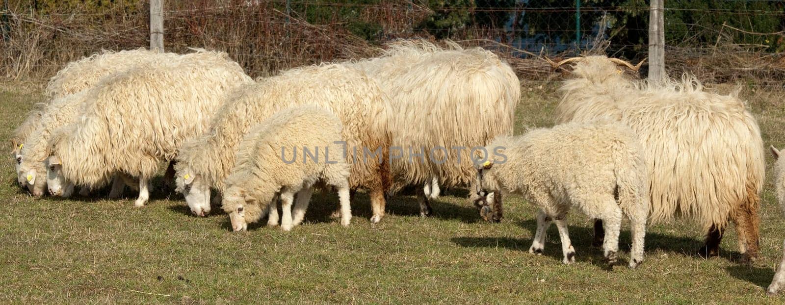 Walachenschafe,  Ovis ammon f. aries
