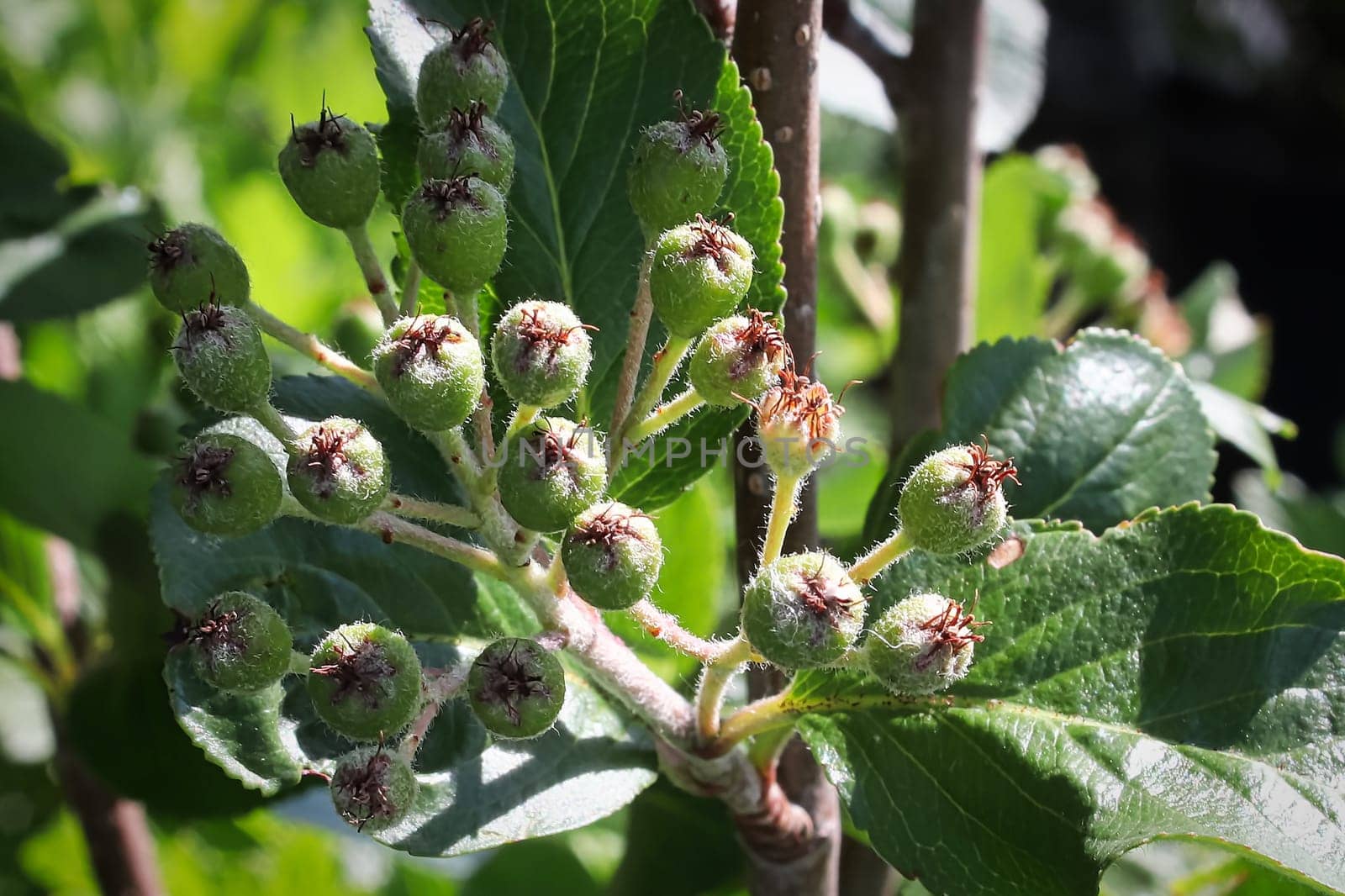 Closeup of green fuzzy viking chokecherry berries.