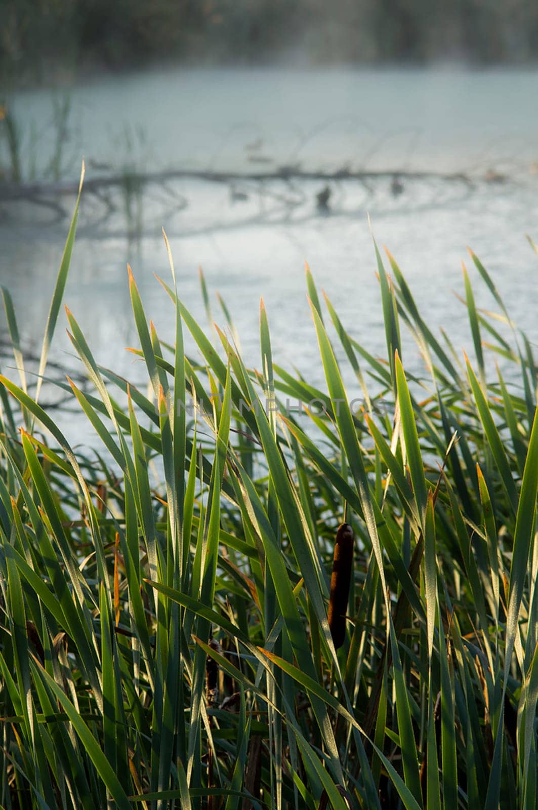 Vegetation near the reservoir. Grass by the shore of the lake.