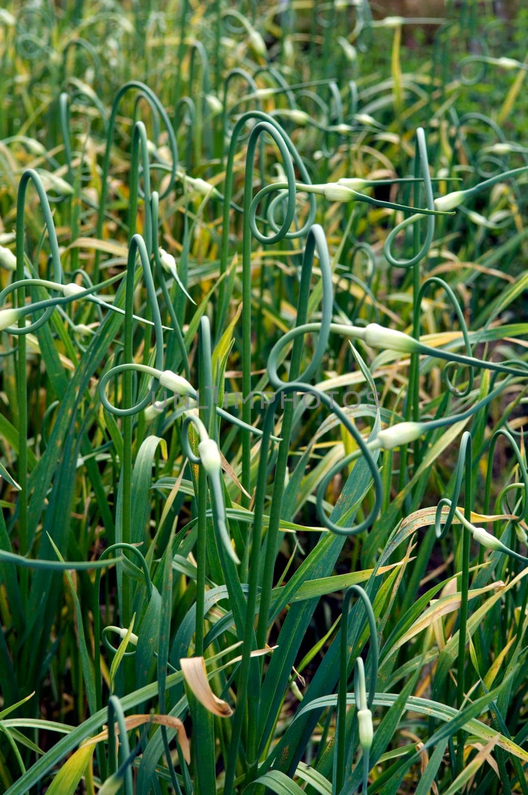 Knoblauch Allium sativum