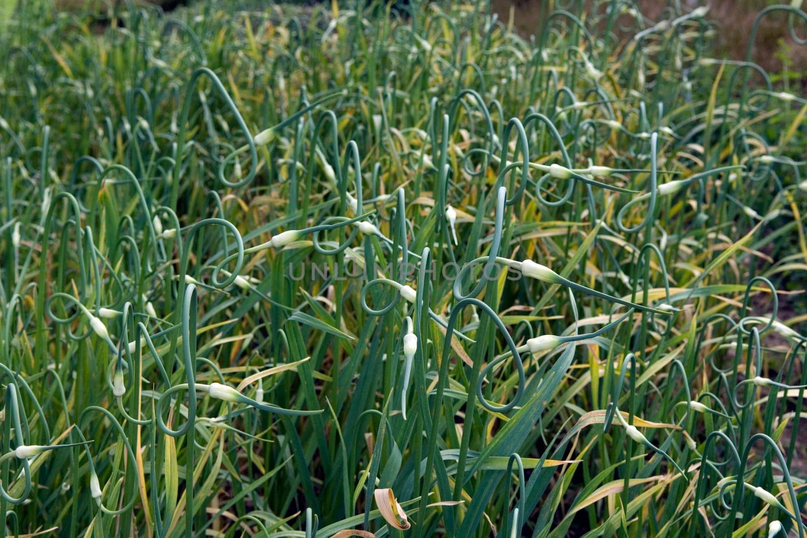 Knoblauch Allium sativum