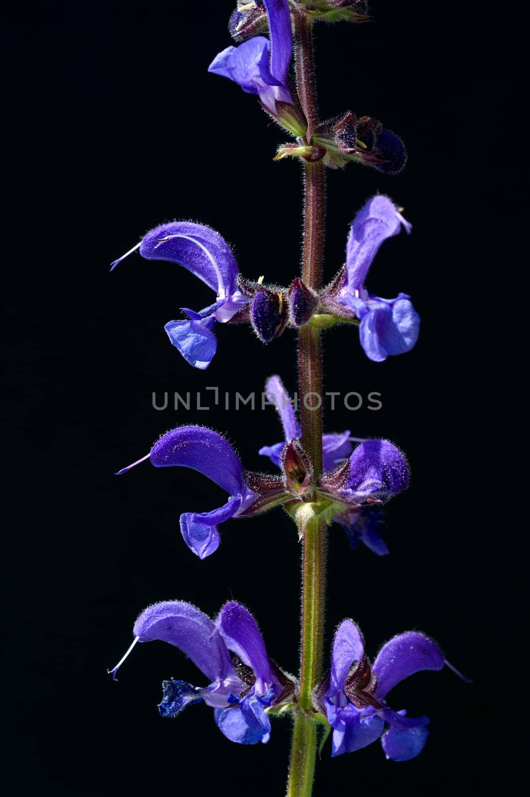 Wiesensalbei, Salvia pratensis