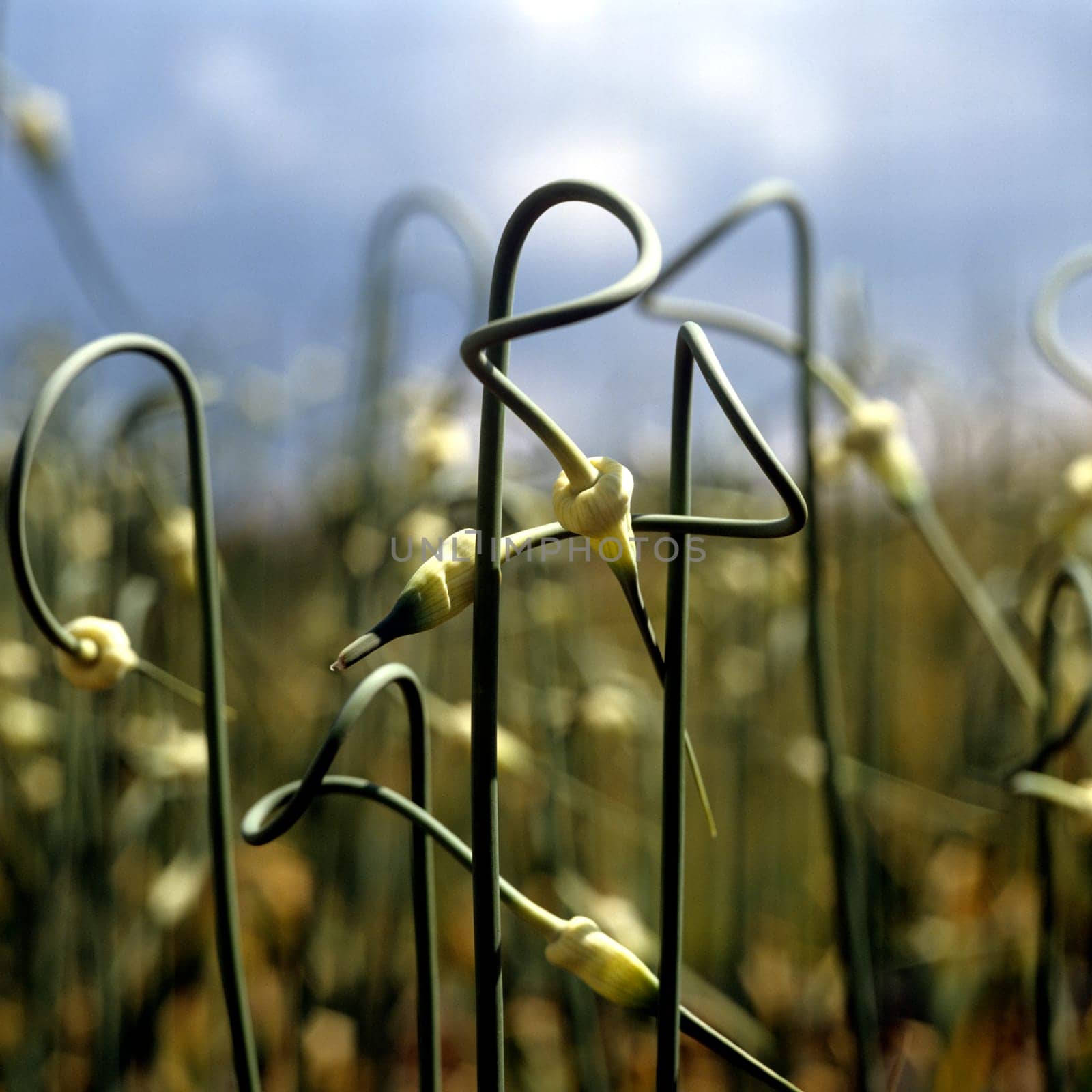 Knoblauch Allium sativum Knoblauchblueten, Heilpflanzen