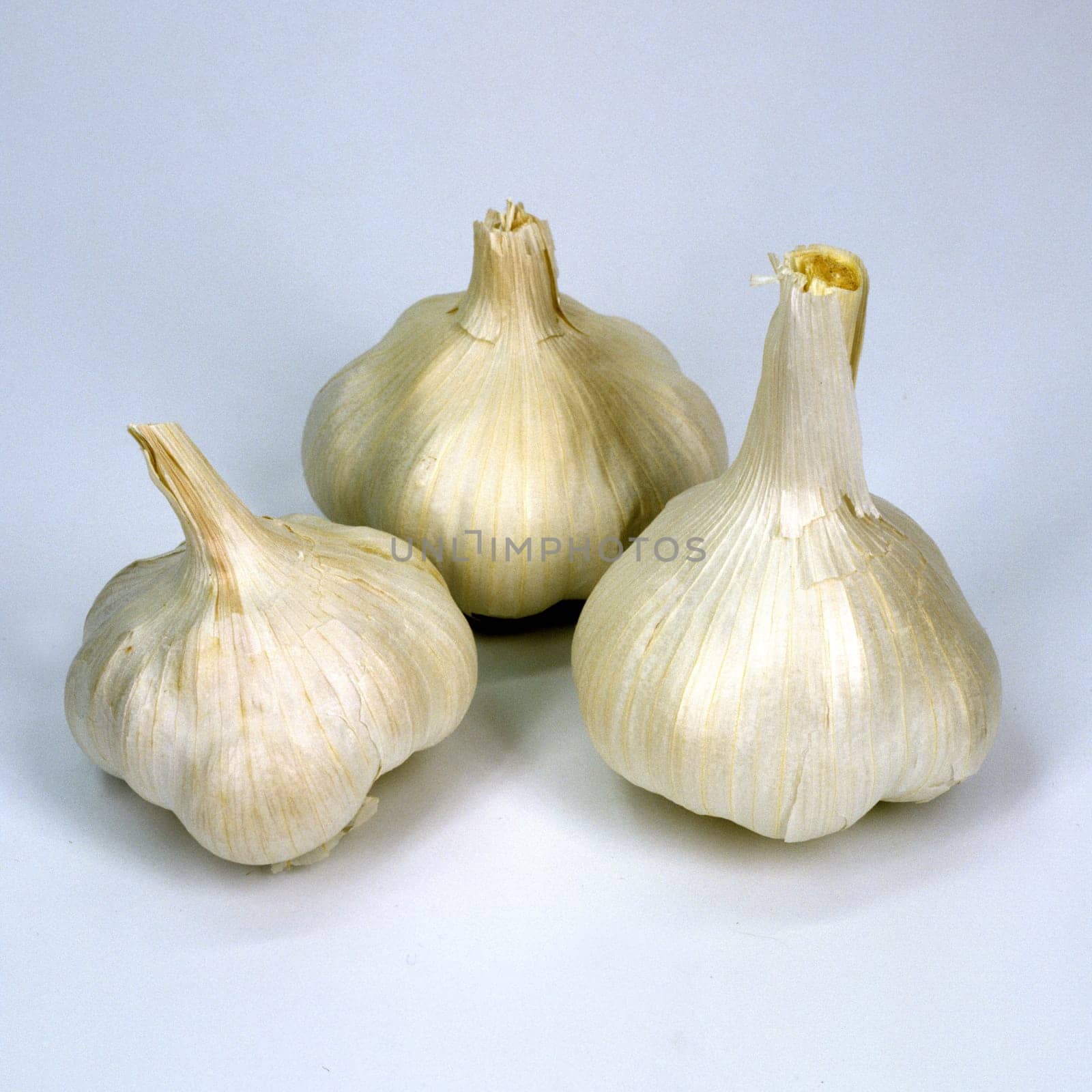 Knoblauch, Allium sativum, Knoblauchzehen, Knoblauchzehe, Heilpflanzen
