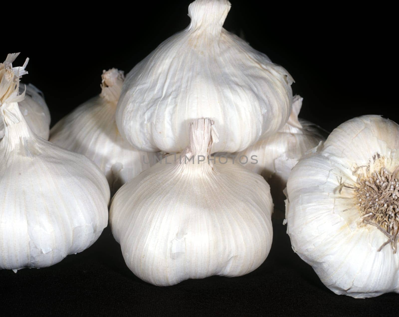 Knoblauch Allium sativum