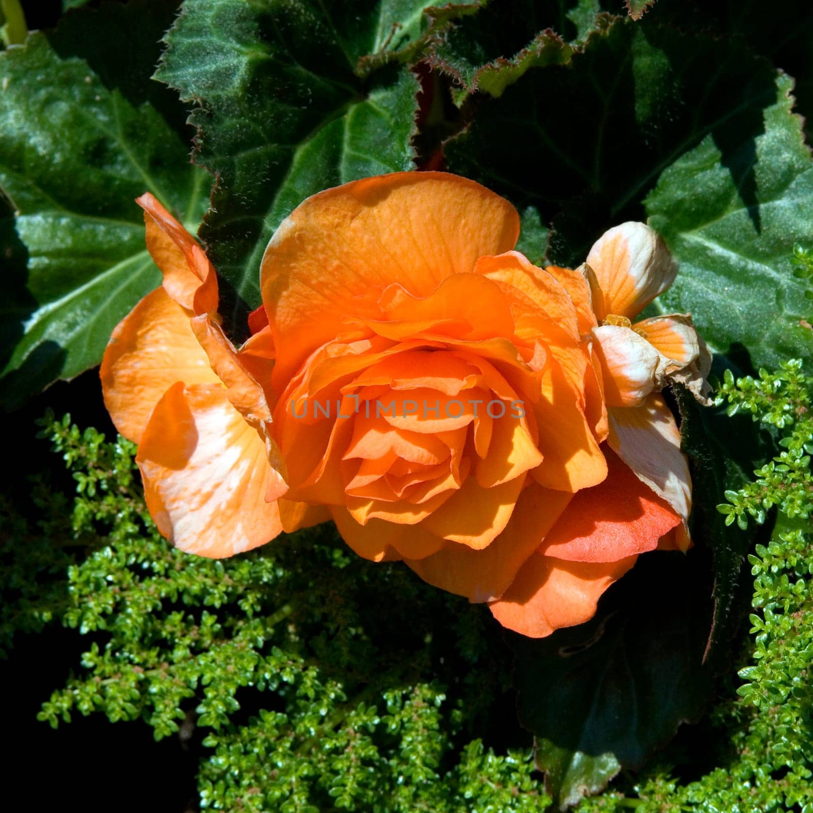 Knollenbegonie