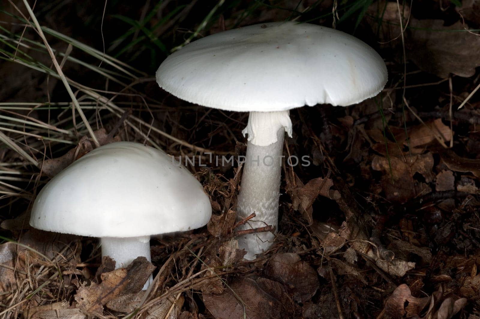 Knollenblaetterpilz, Wulstlinge, Amanita