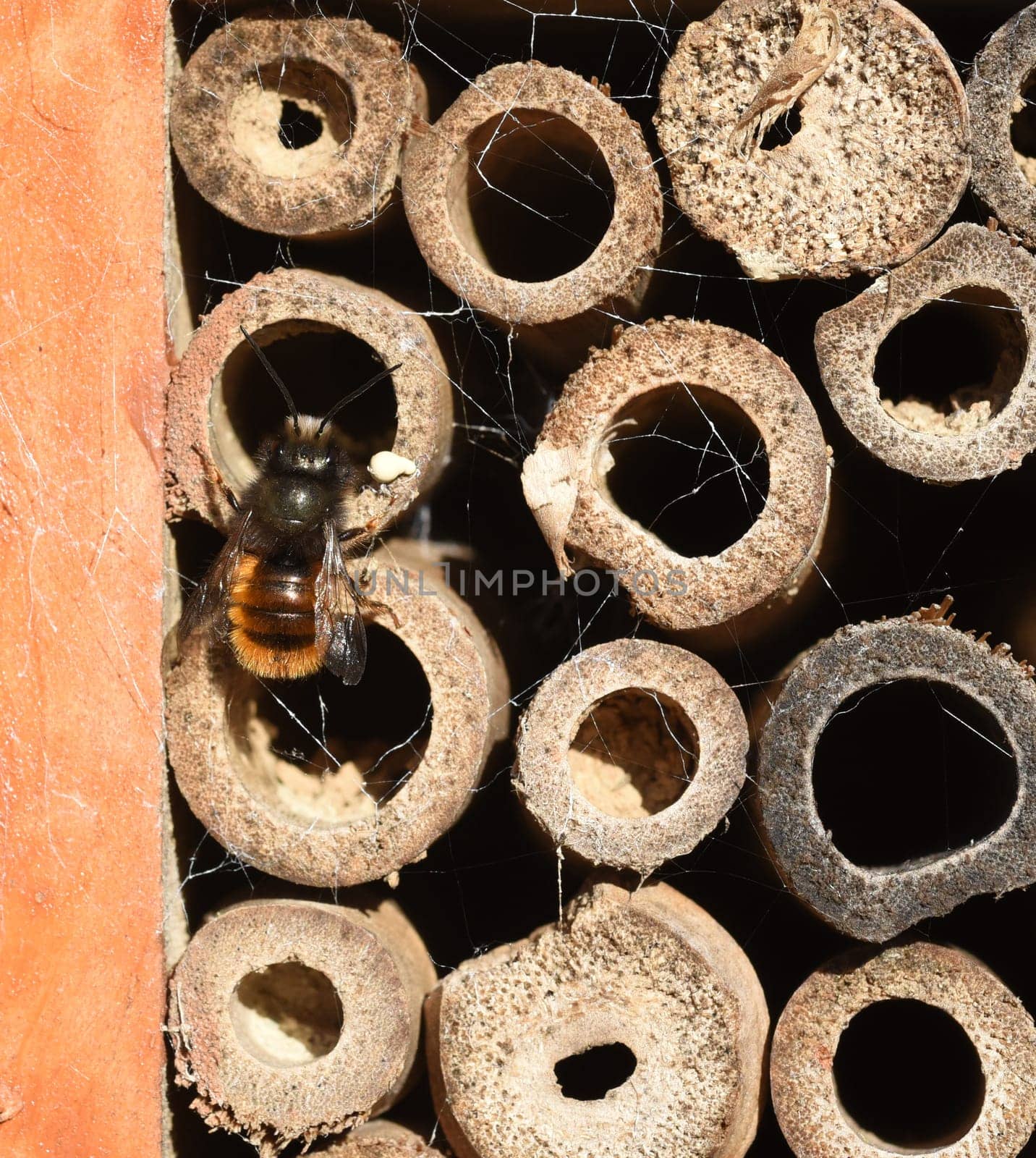 Wildbiene, Loecherbiene, Insektenhotel