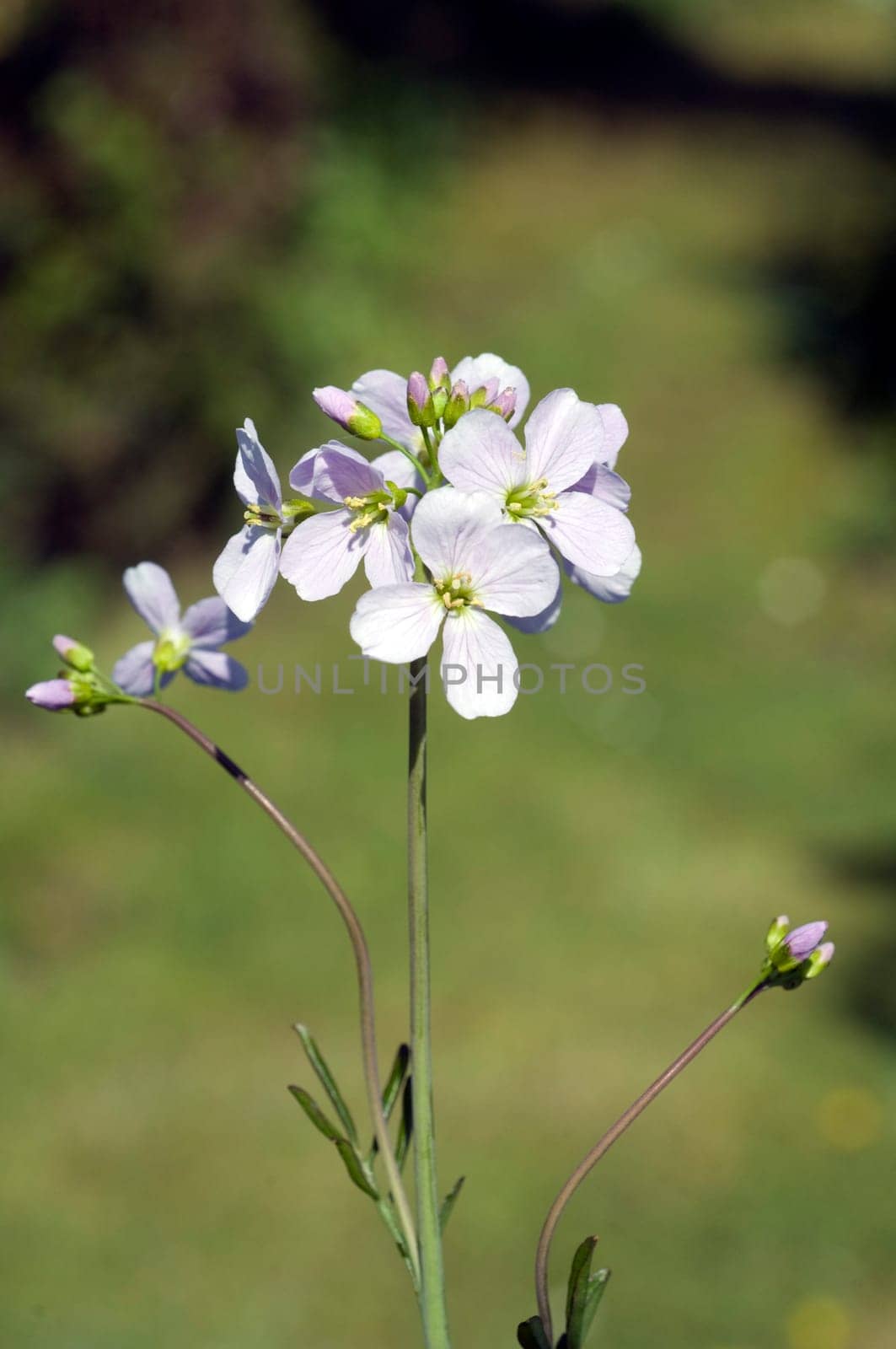 Wiesenschaumkraut Cardamine, pratensis Wiesenblume